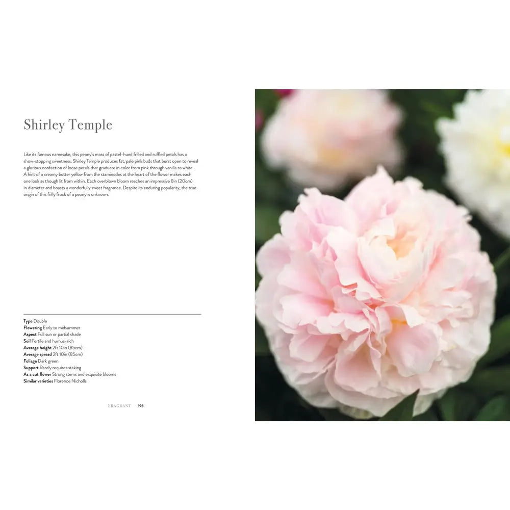 PEONIES: BEAUTIFUL VARIETIES FOR HOME AND GARDEN