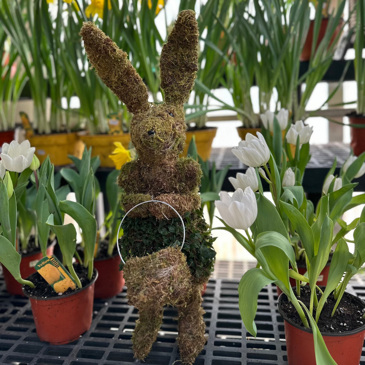 IVY GIRL BUNNY TOPIARY WITH BASKET