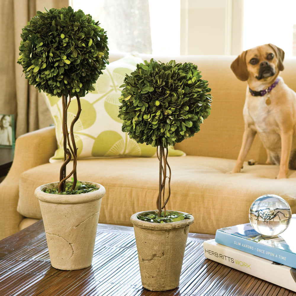 BOXWOOD SINGLE SPHERE TOPIARY 18.5"