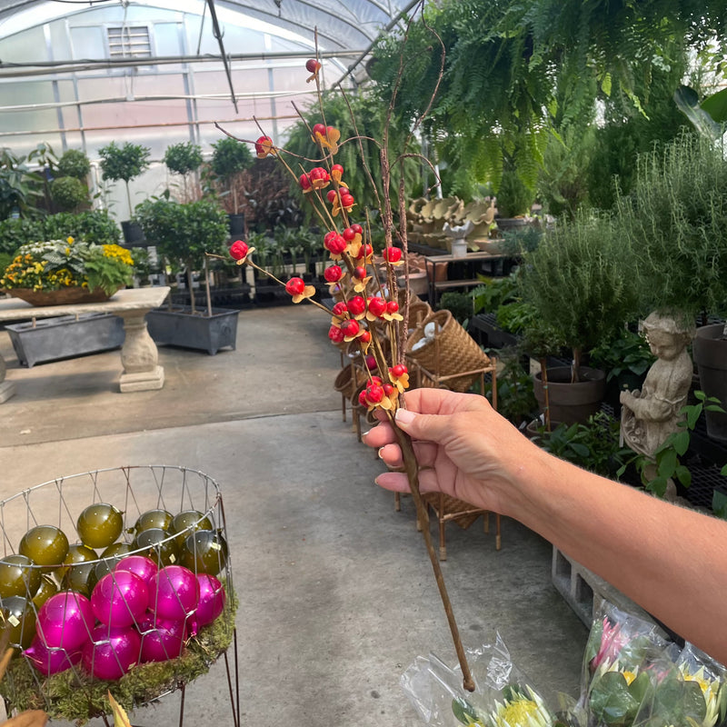 BITTERSWEET BRAMBLE Millstone Market & Nursery