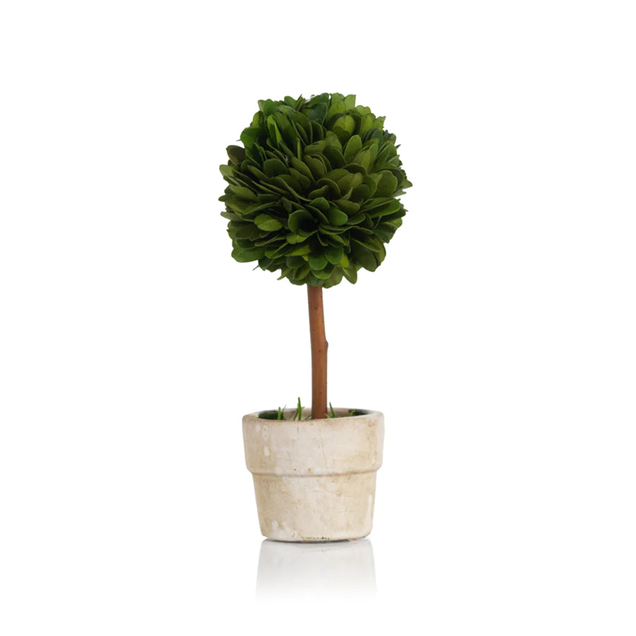 PRESERVED BOXWOOD TOPIARY