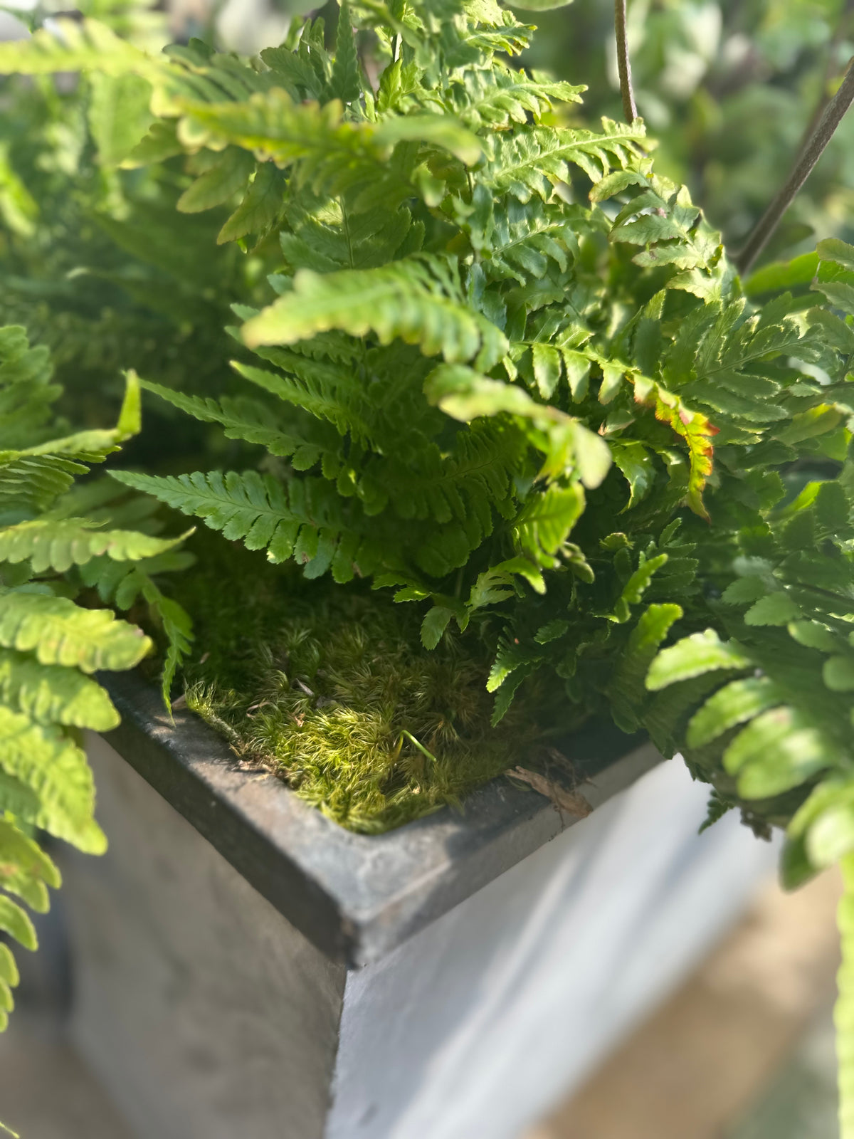 BAG OF MOOD MOSS