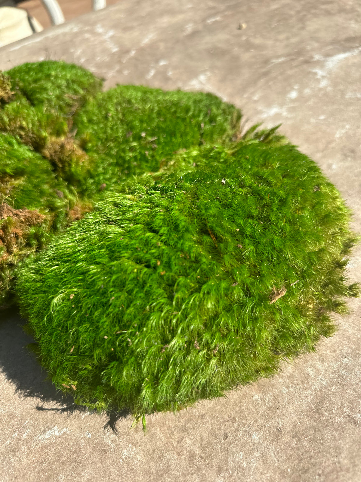 BAG OF MOOD MOSS