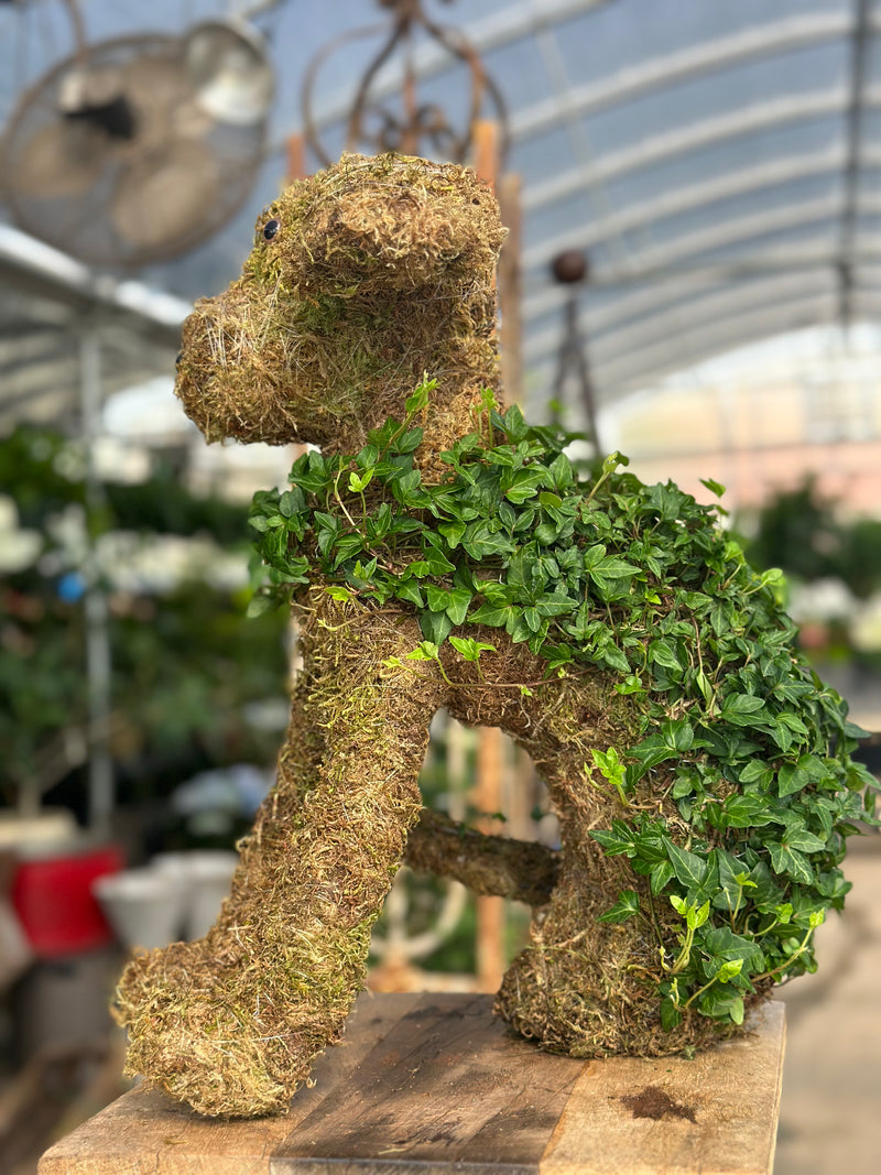 SITTING PUPPY TOPIARY – Millstone Market & Nursery