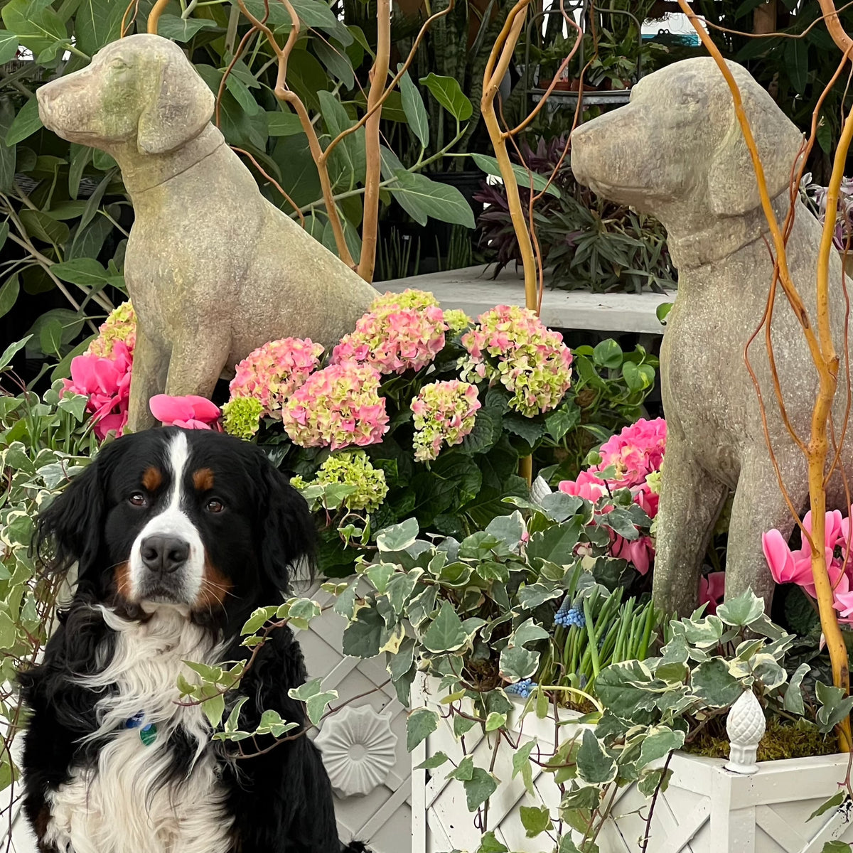 CLASSIC HOUND STATUE