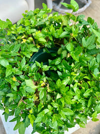 IVY TOPIARY BASKET ROUND