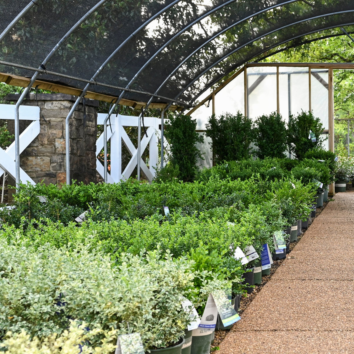 LANDSCAPING CONSULTATION
