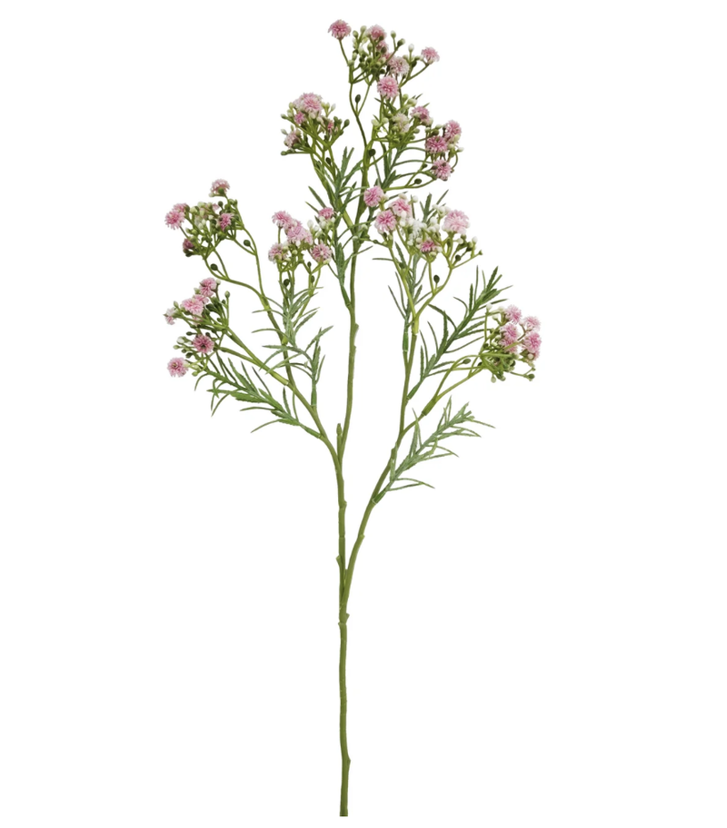 GYPSOPHILA-29