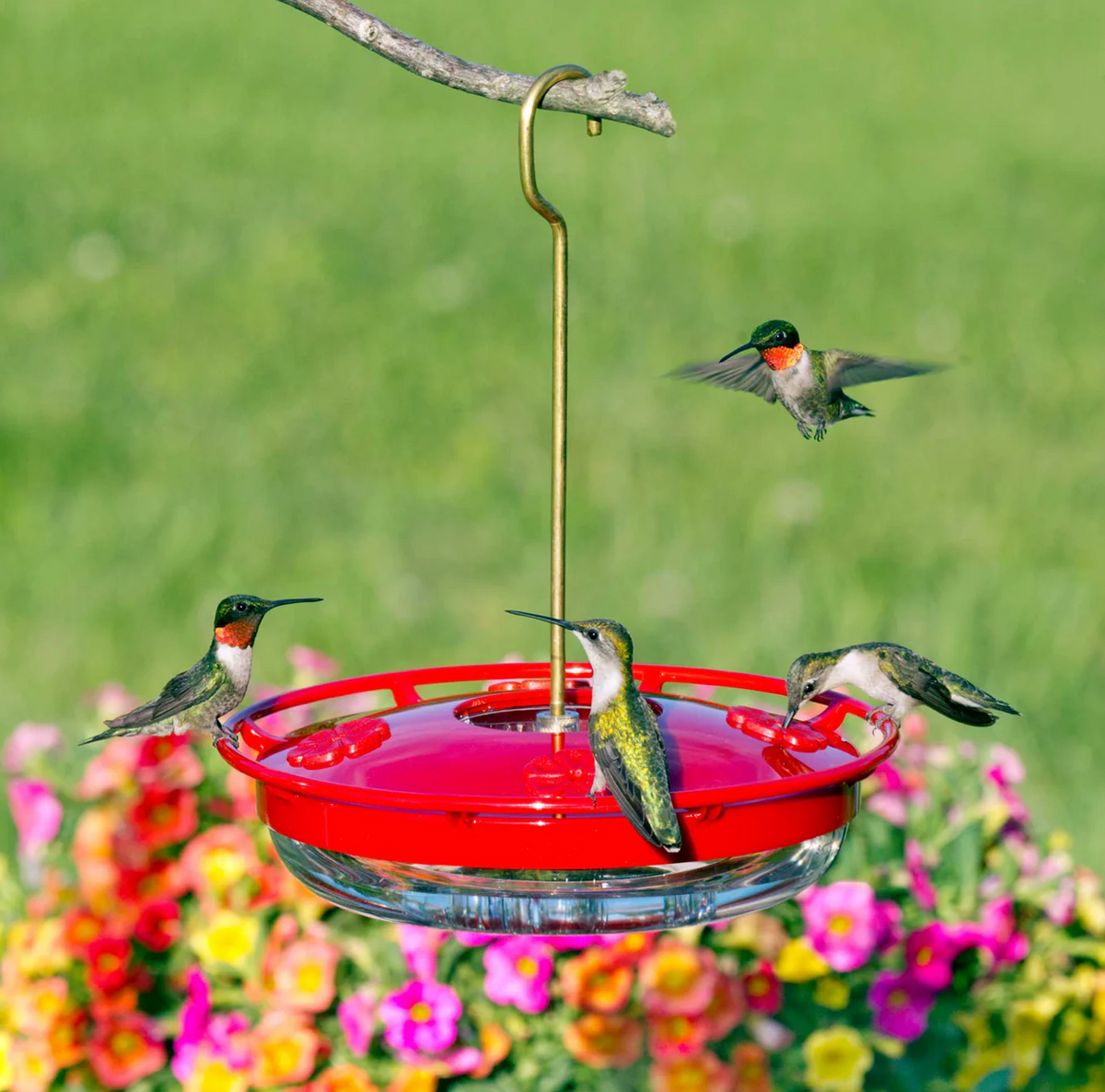 HUMMZINGER FEEDER (12OZ)