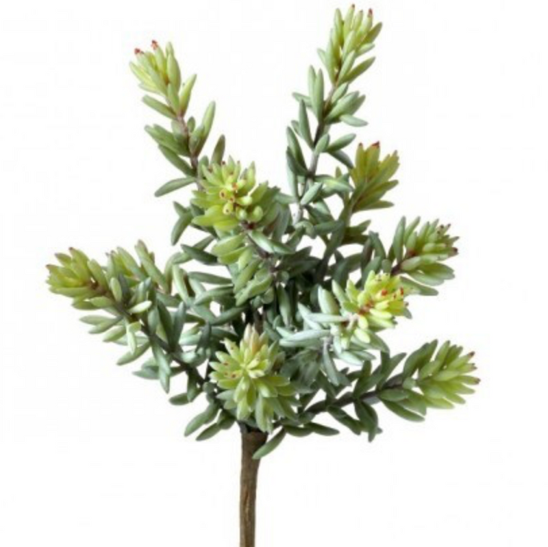 succulent picks FINGER SUCCULENT PICK – Millstone Market & Nursery