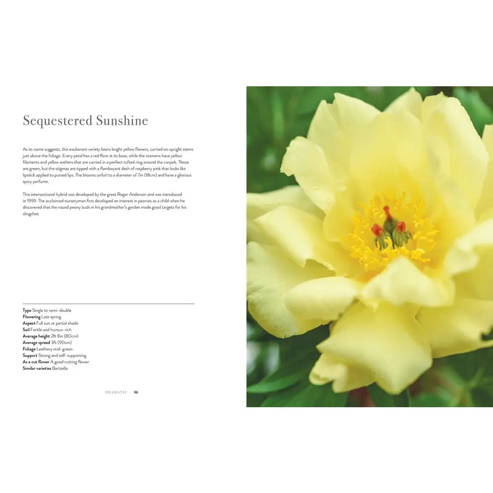 PEONIES: BEAUTIFUL VARIETIES FOR HOME AND GARDEN