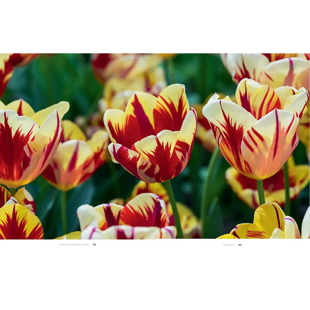 TULIPS: BEAUTIFUL VARIETIES FOR HOME & GARDEN