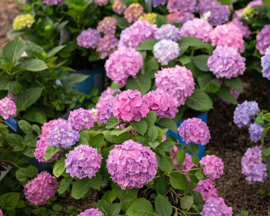 Pink and purple hydrangea plants in blue pots, growing in a garden row with other plants and a fence blurred in the background.