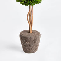 PRESERVED BOXWOOD TOPIARY DROP-IN 16"