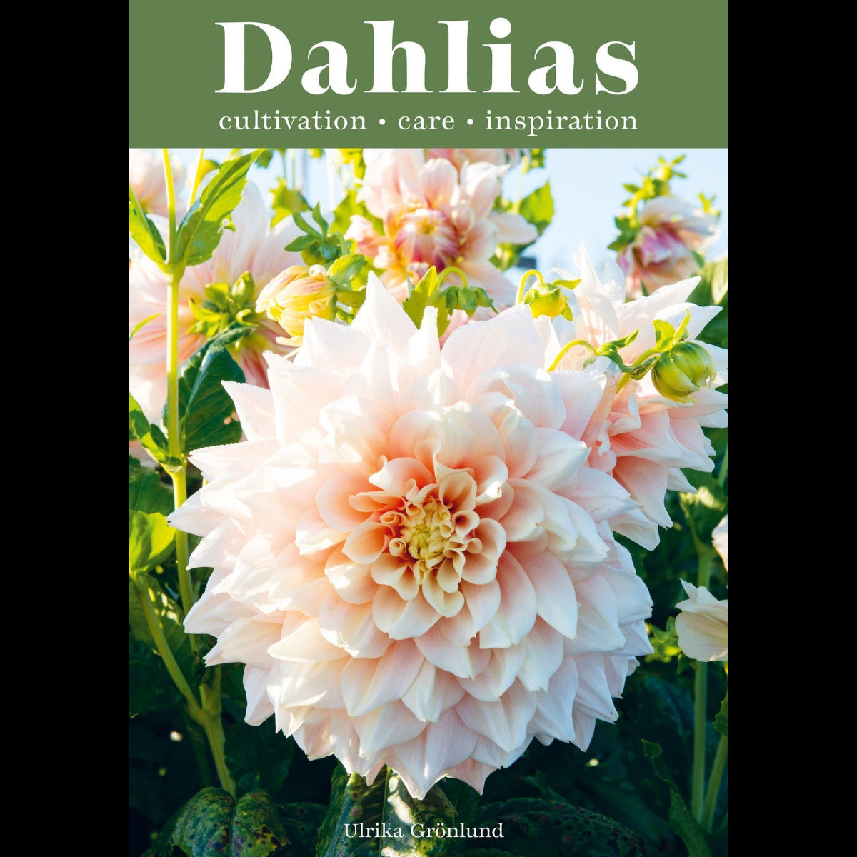 Dahlias
