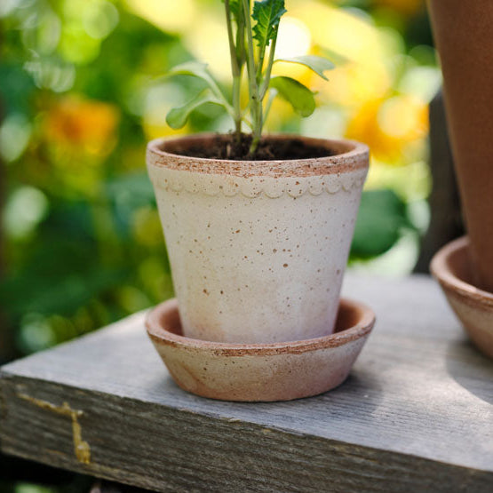 HELENA ROSA POT & SAUCER