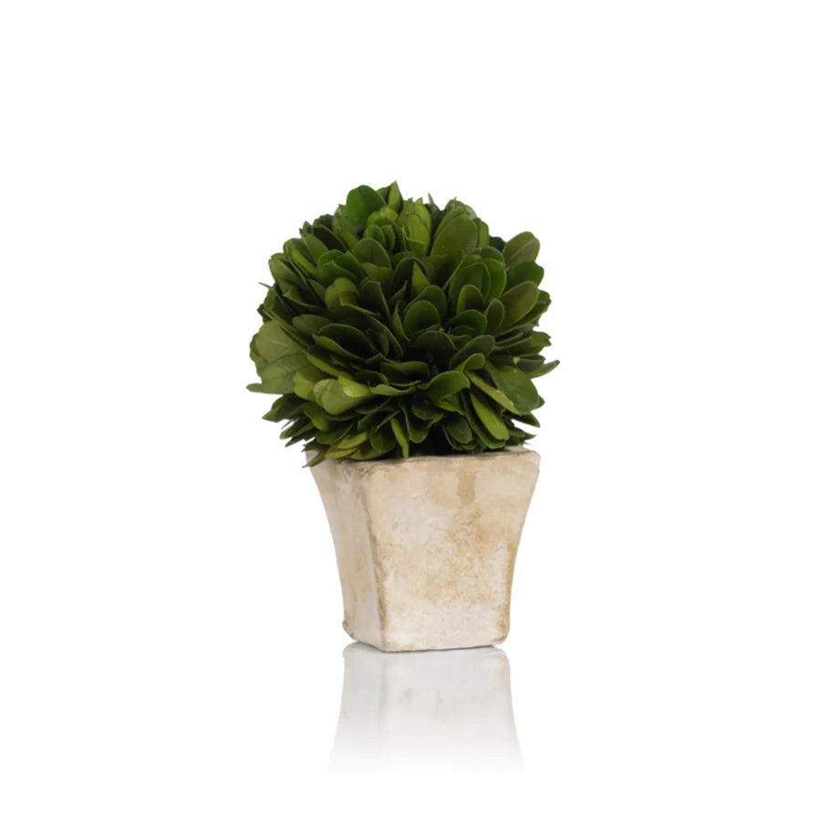 ROUND BOXWOOD TOPIARY IN SQUARE POT