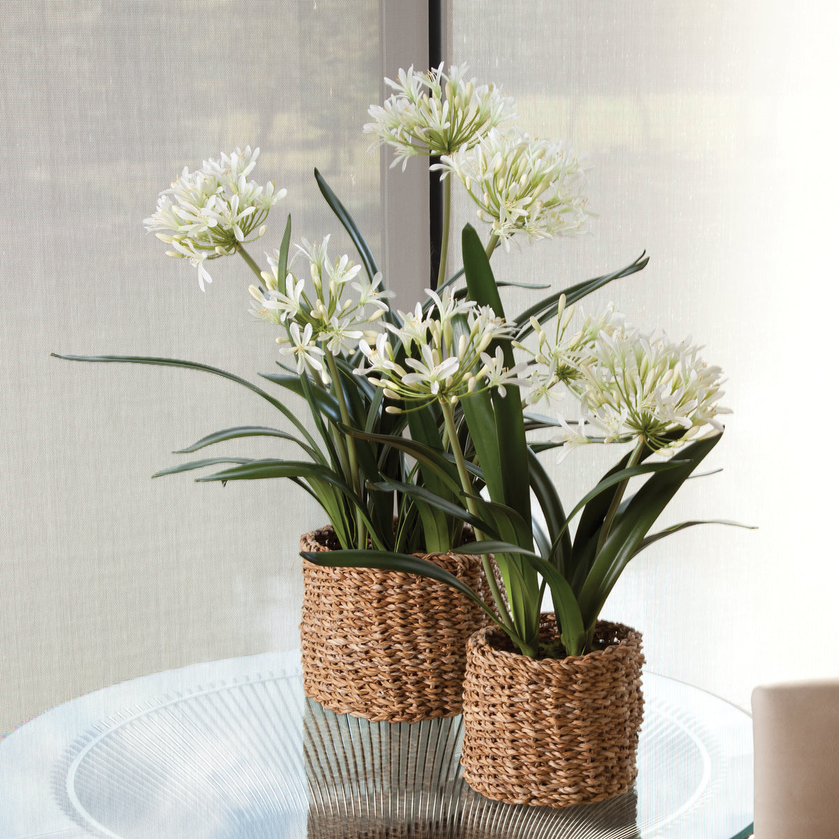 AGAPANTHUS DROP-IN