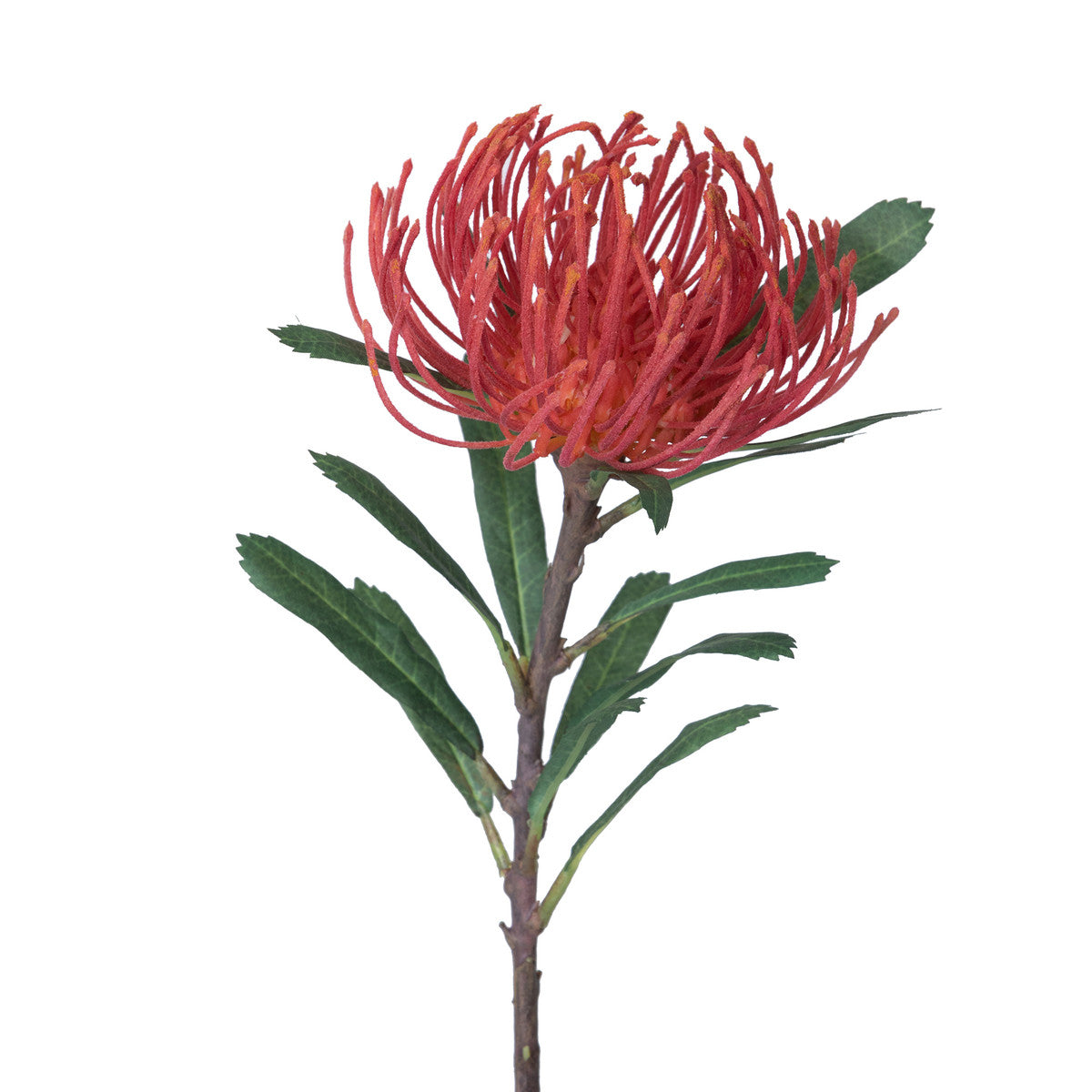 Pincushion Flower – Earthtones Greenery