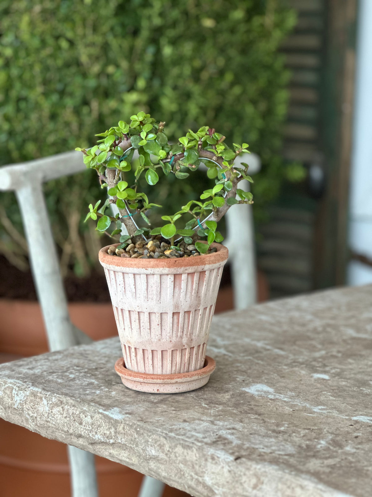 HEART SHAPED SUCCULENT IN ITALIAN POTTERY