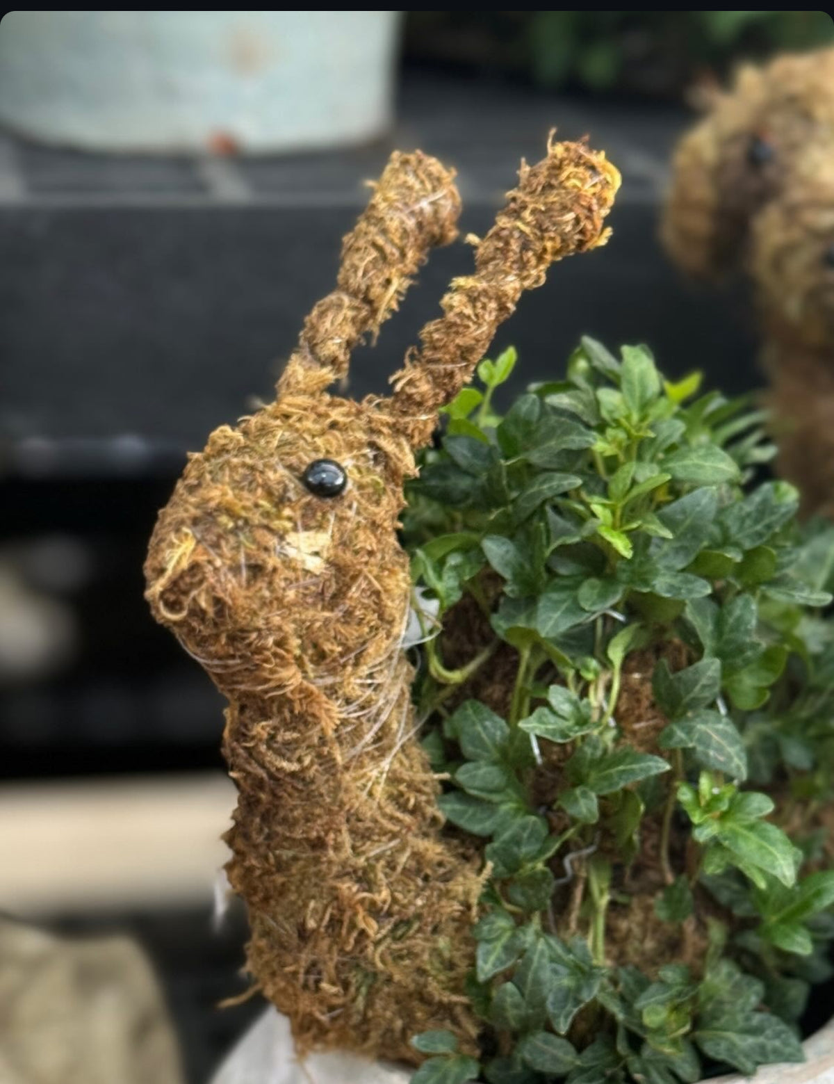 SNAIL TOPIARY