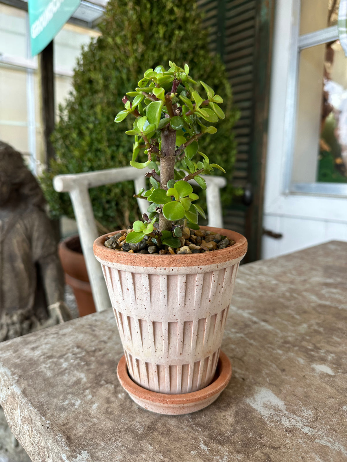 HEART SHAPED SUCCULENT IN ITALIAN POTTERY