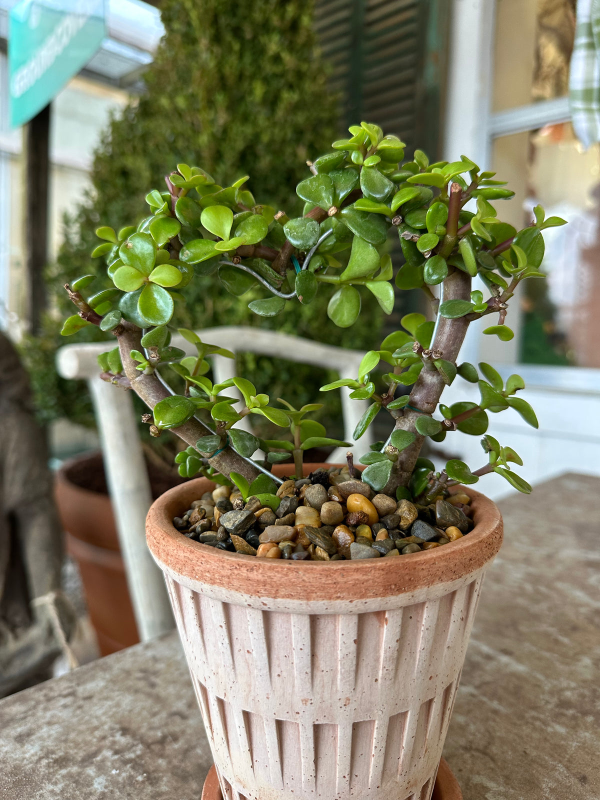 HEART SHAPED SUCCULENT IN ITALIAN POTTERY