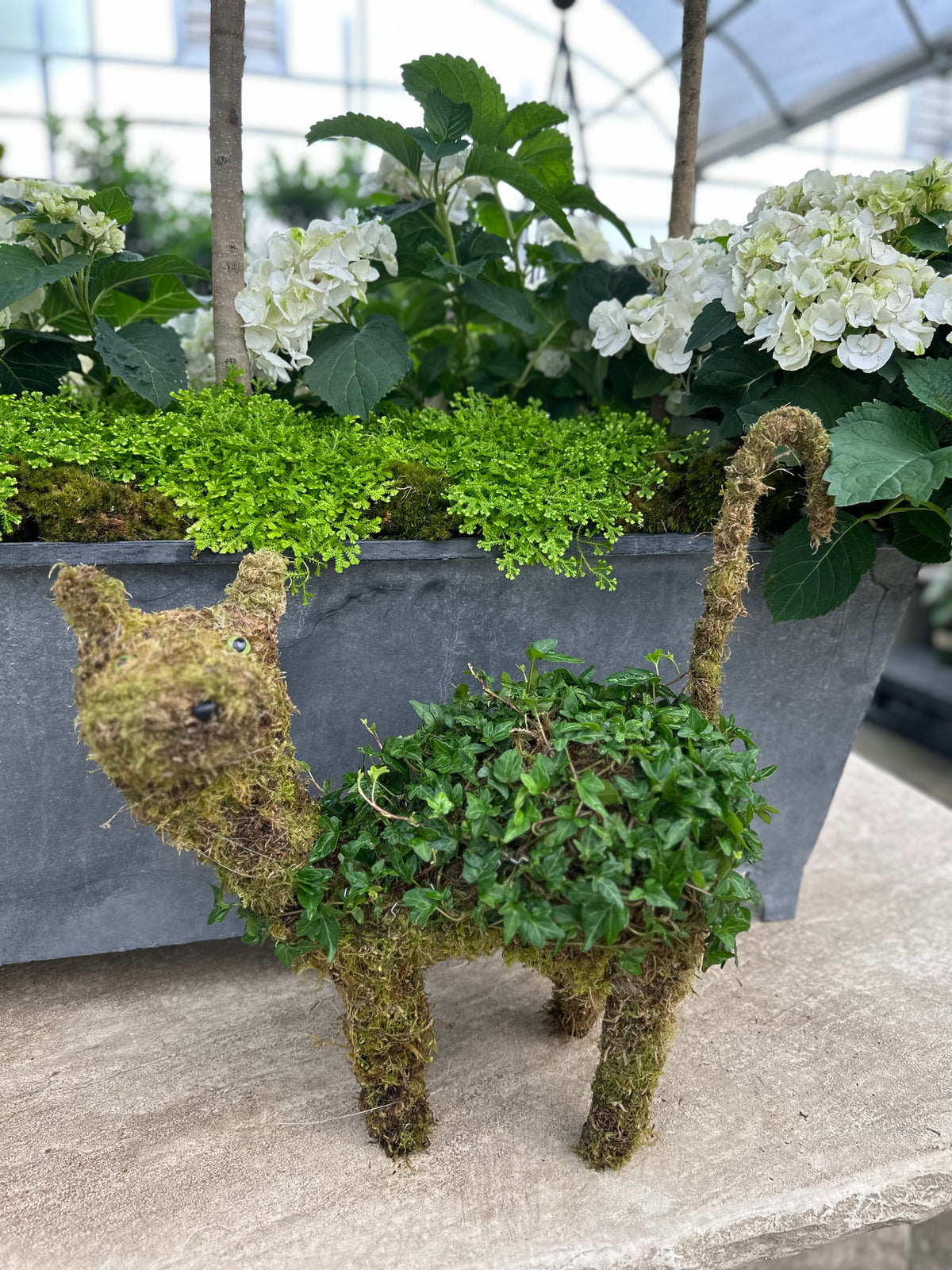 CAT IVY WRAPPED TOPIARY