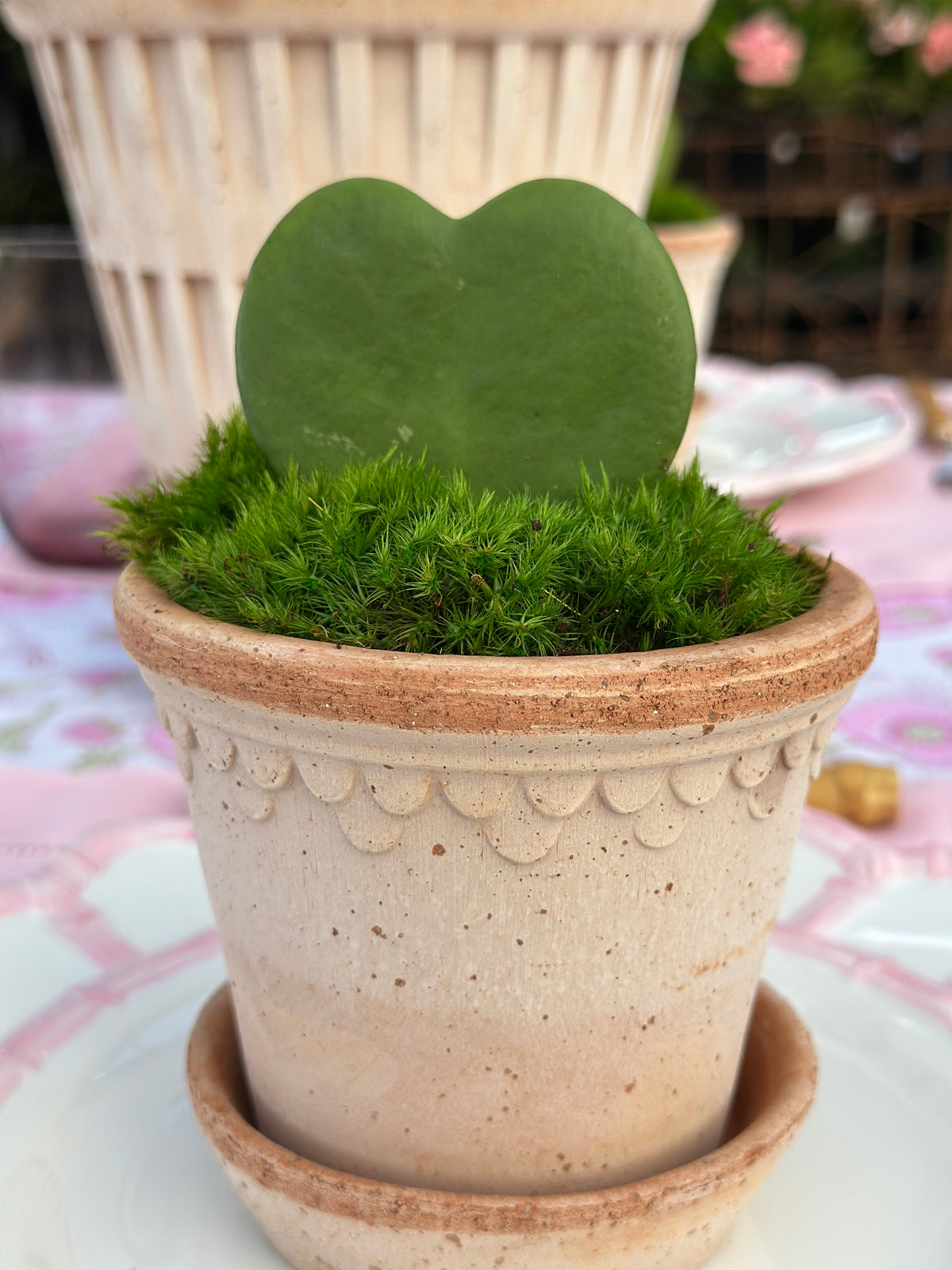 HEART HOYA IN ITALIAN POTTERY