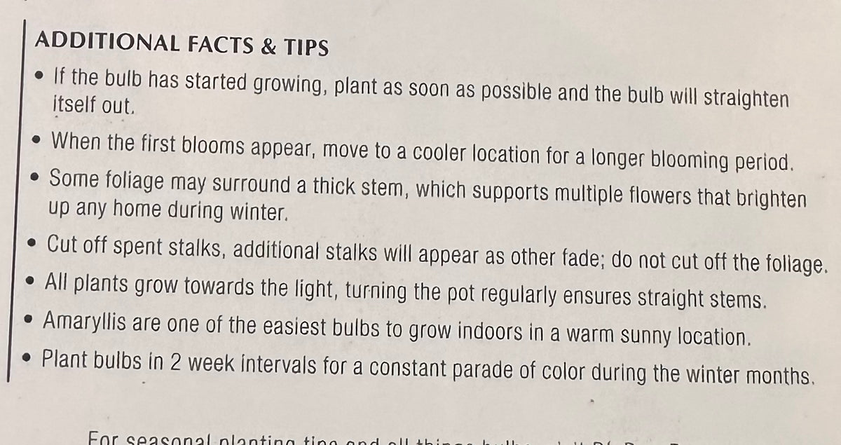 PREMIUM JUMBO AMARYLLIS BULBS