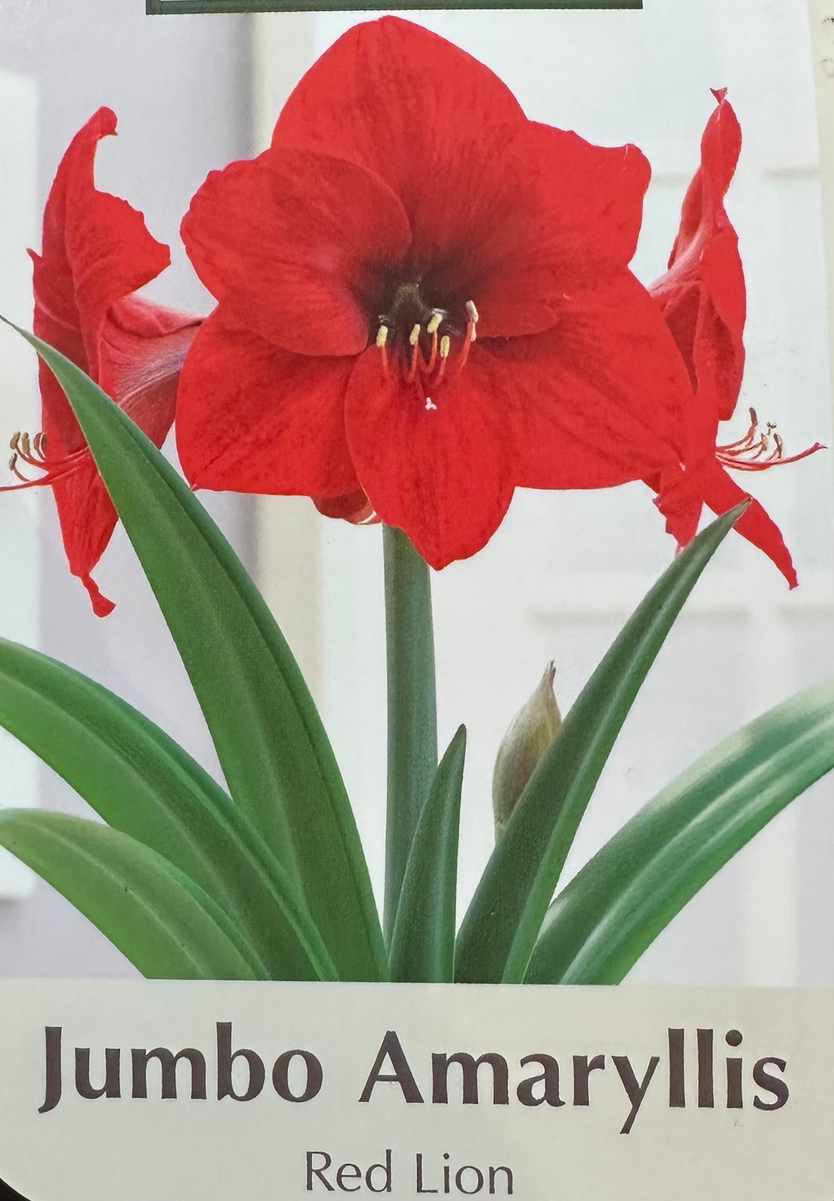 PREMIUM JUMBO AMARYLLIS BULBS