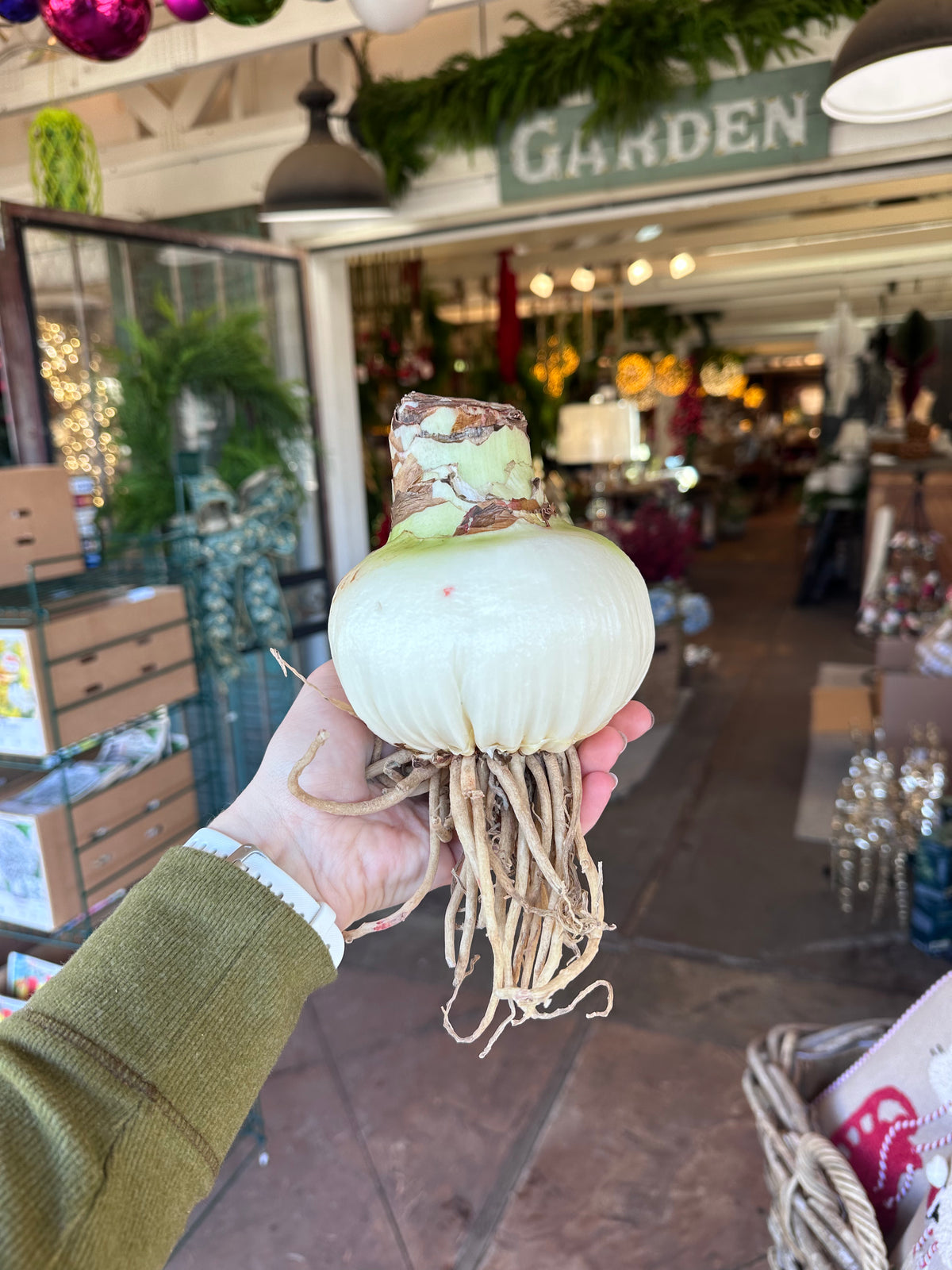 PREMIUM JUMBO AMARYLLIS BULBS