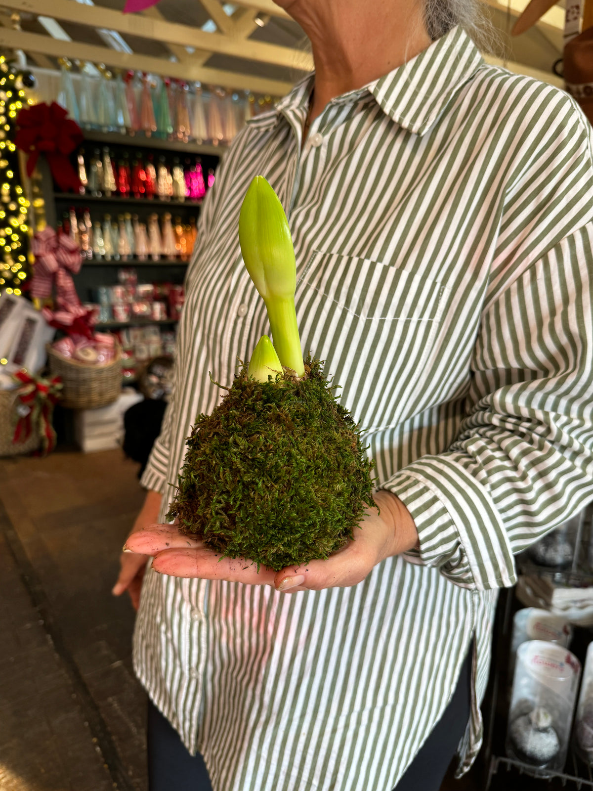 MOSS COVERED AMARYLLIS BULB