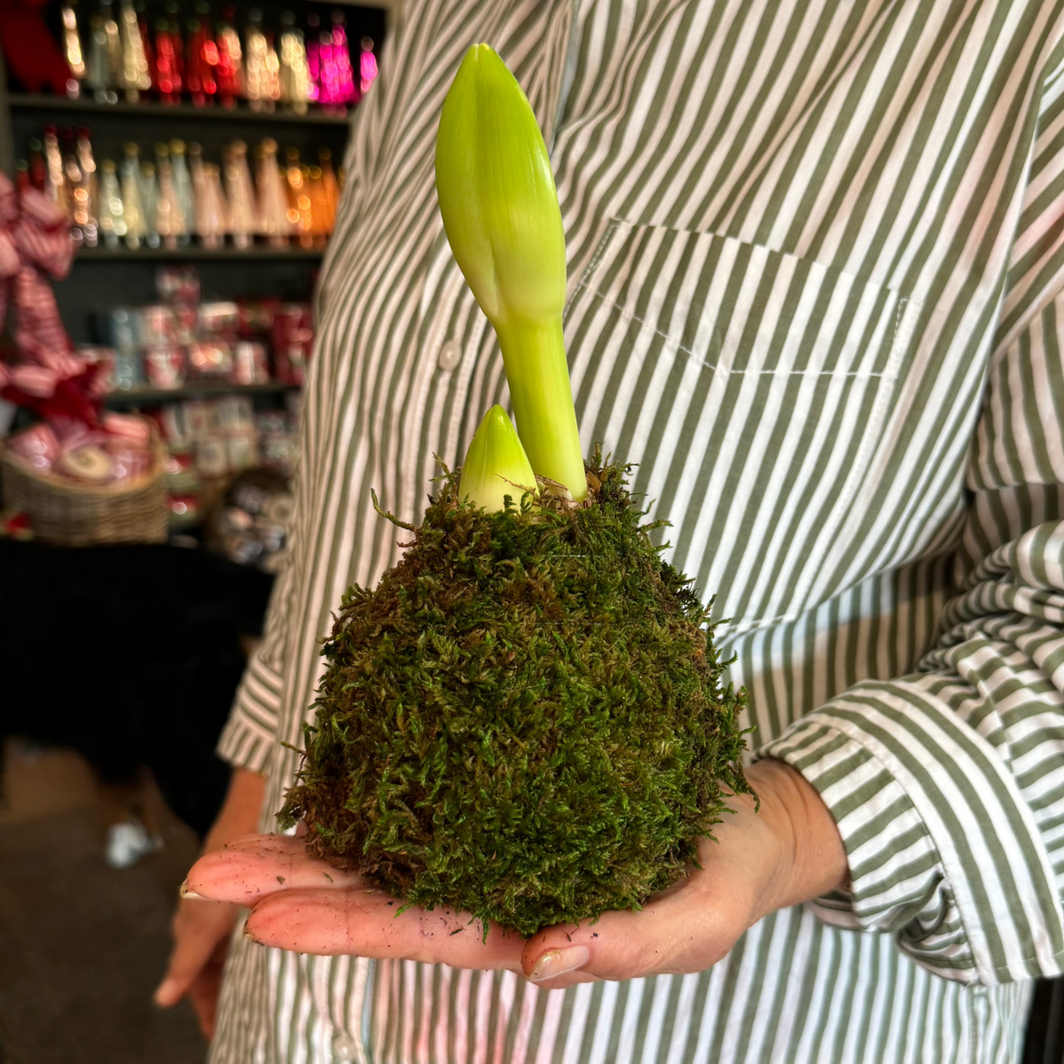 MOSS COVERED AMARYLLIS BULB