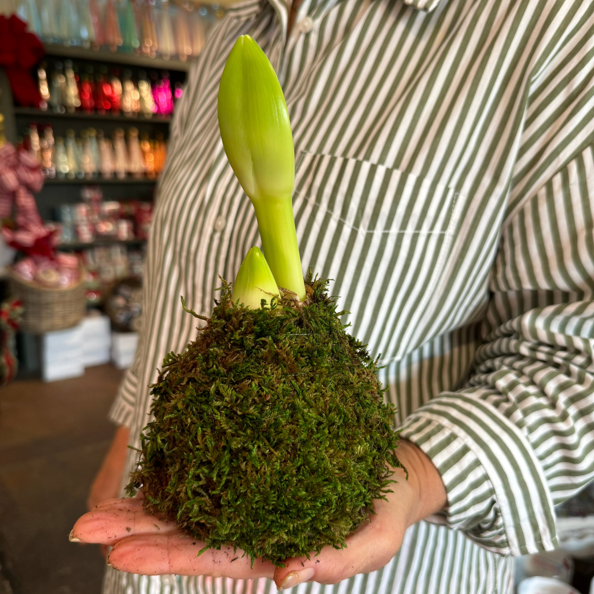 MOSS COVERED AMARYLLIS BULB