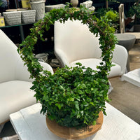 IVY TOPIARY BASKET ROUND