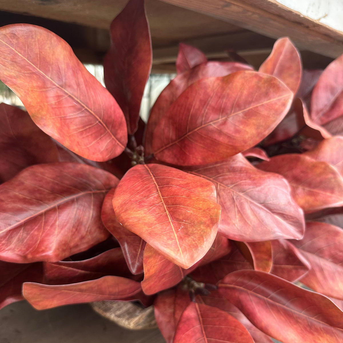 23" AUTUMNAL MAGNOLIA SPRAY
