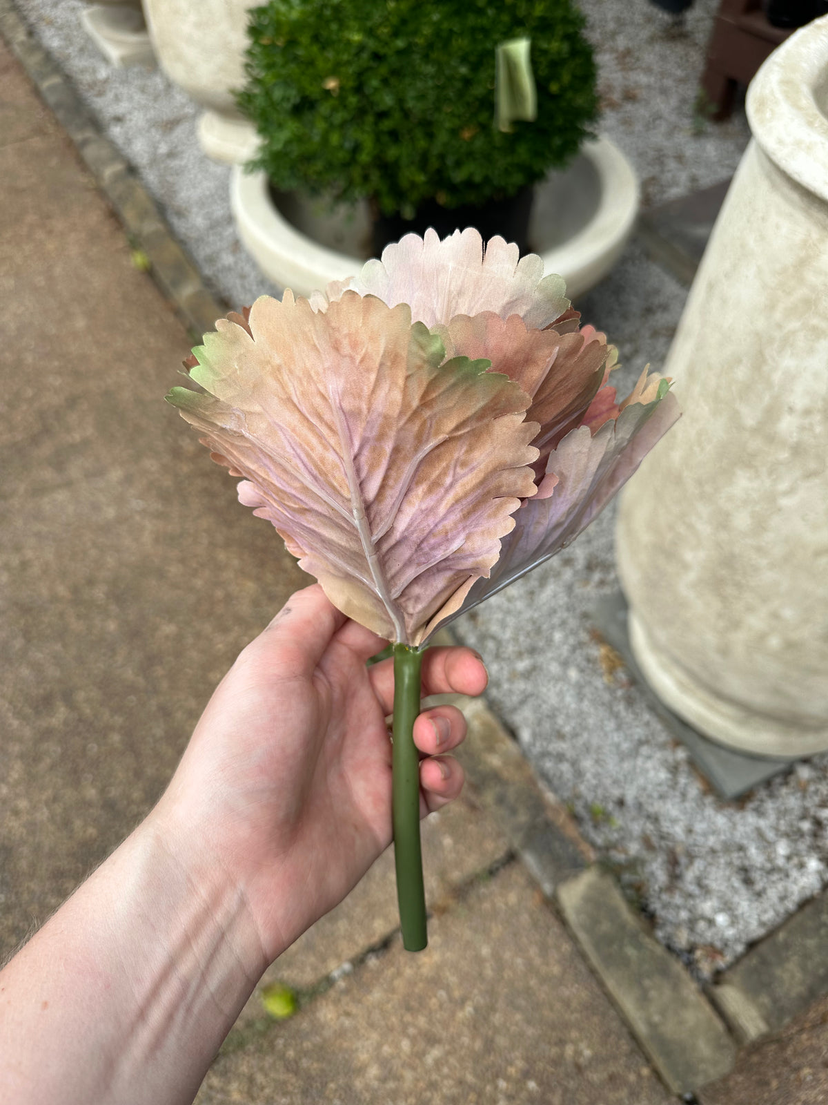 10" AUTUMN CABBAGE STEM