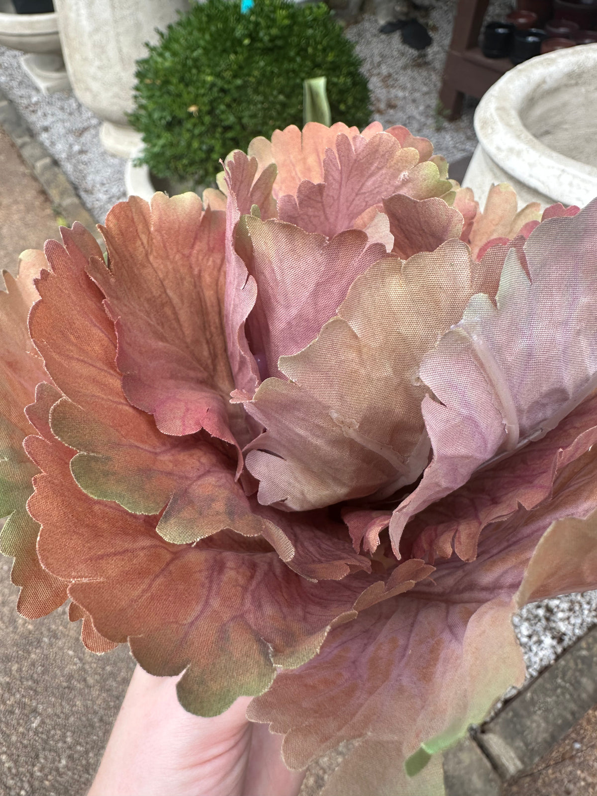 10" AUTUMN CABBAGE STEM