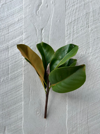 MINI MAGNOLIA LEAF PICK