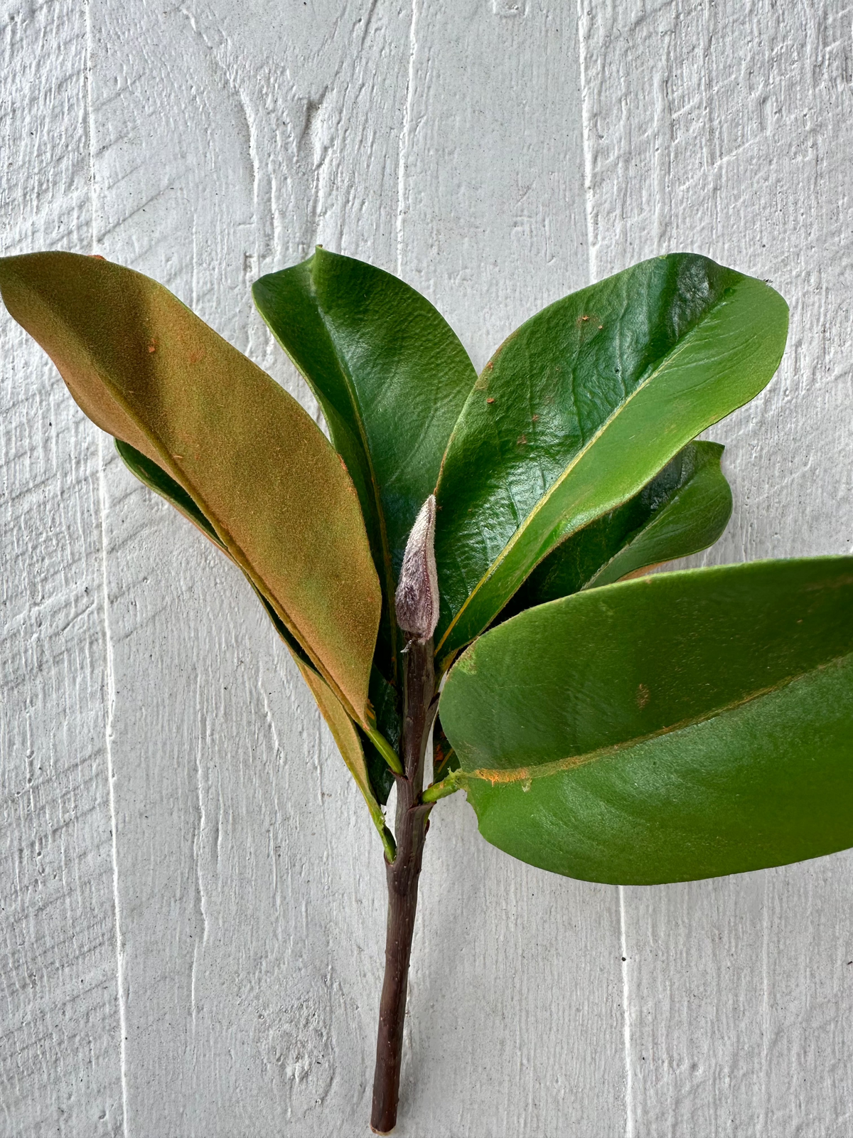 MINI MAGNOLIA LEAF PICK