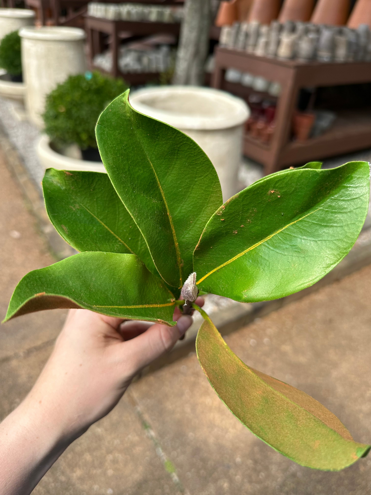 MINI MAGNOLIA LEAF PICK