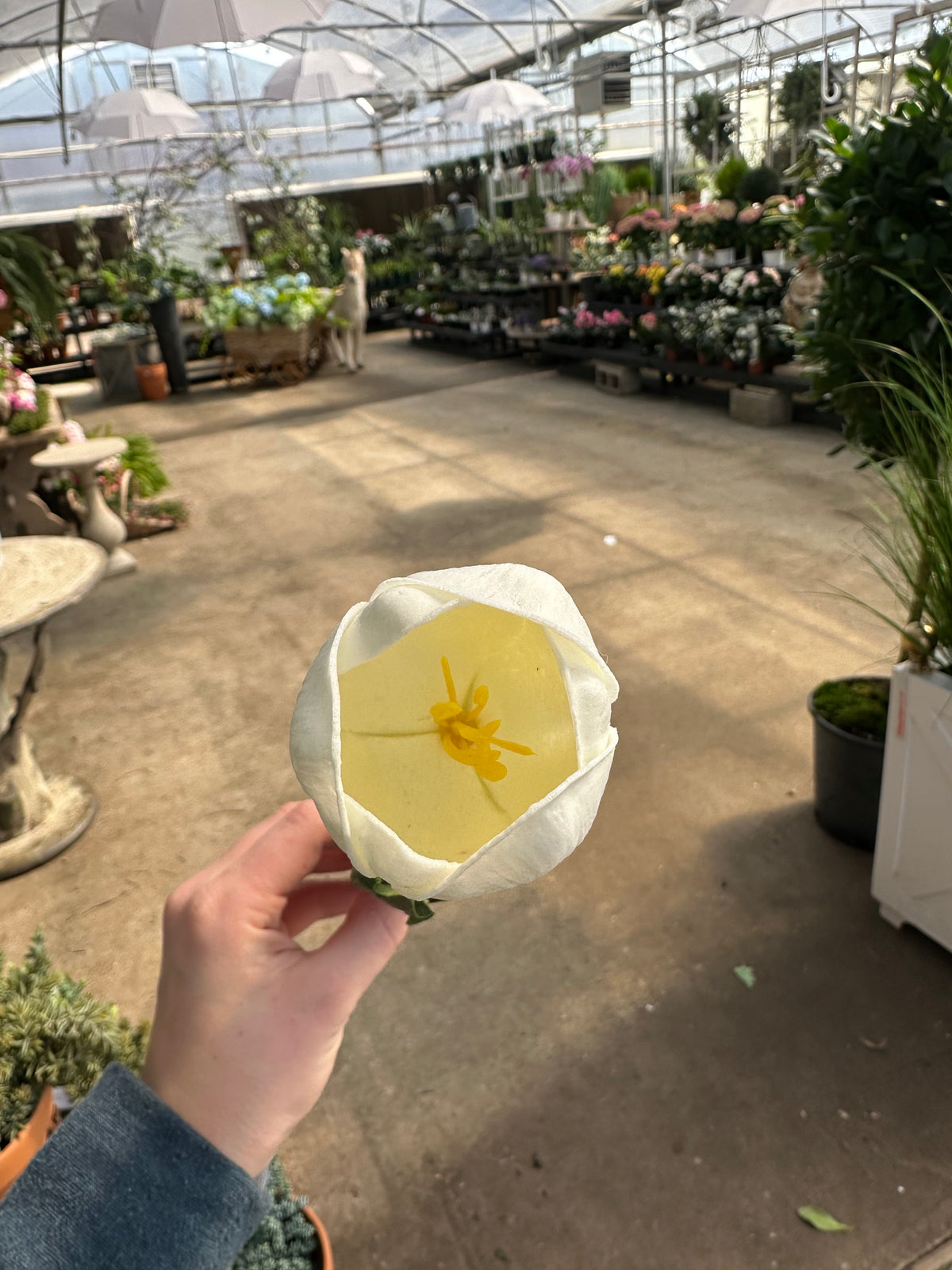 18.5" WHITE TULIP STEM