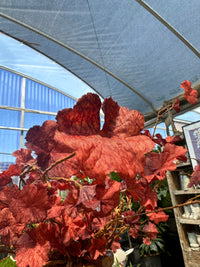 42" AUTUMN HEUCHERA LEAF VINE