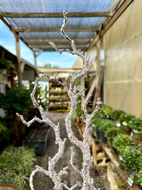 39"FROSTED BRANCH