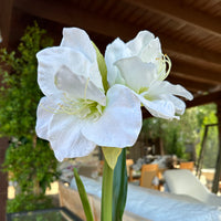 FAUX AMARYLLIS BULB