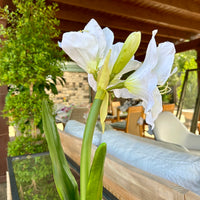 FAUX AMARYLLIS BULB