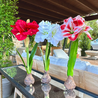 FAUX AMARYLLIS BULB