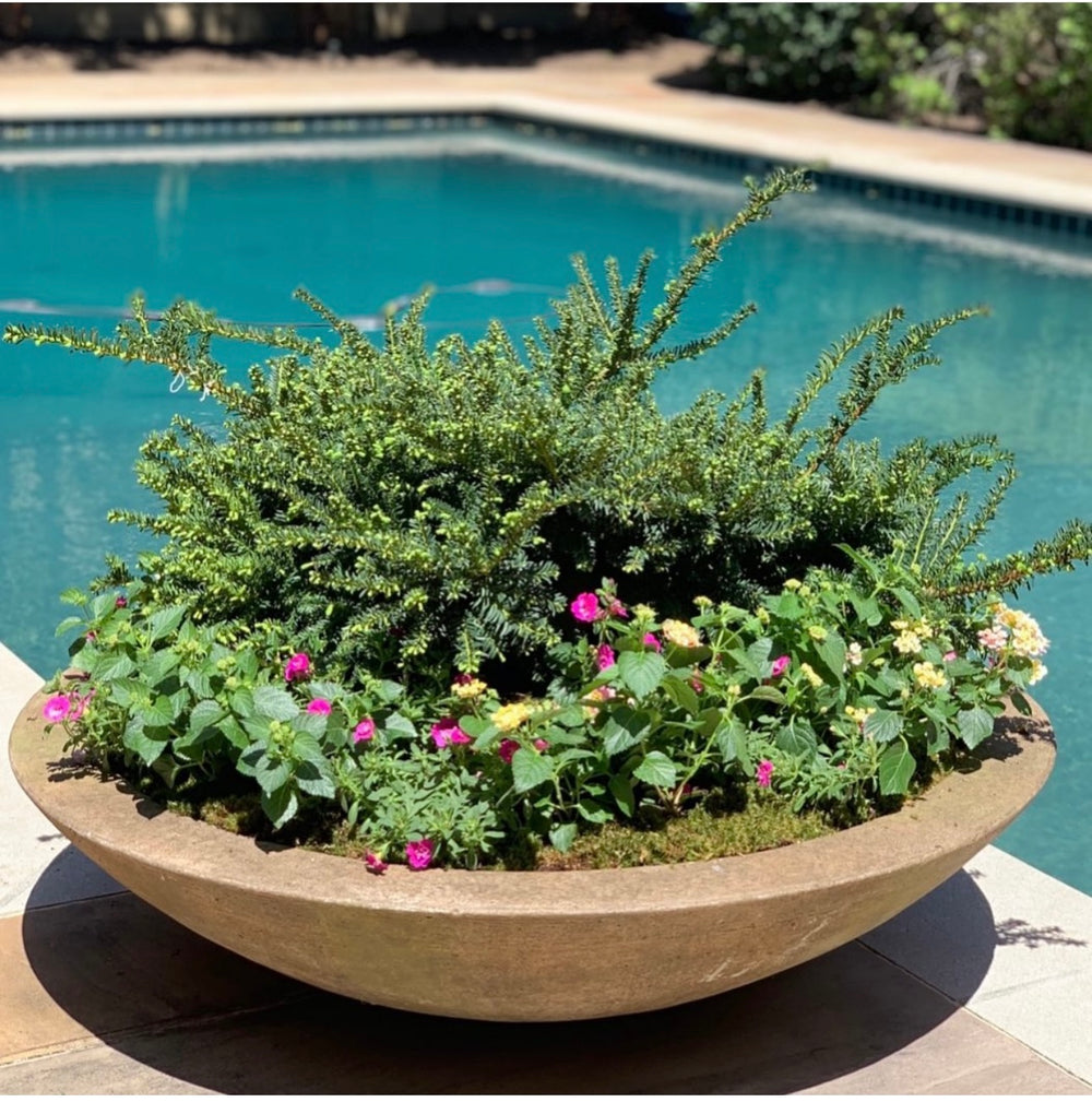 low pot planter LOW ZEN BOWL PLANTER