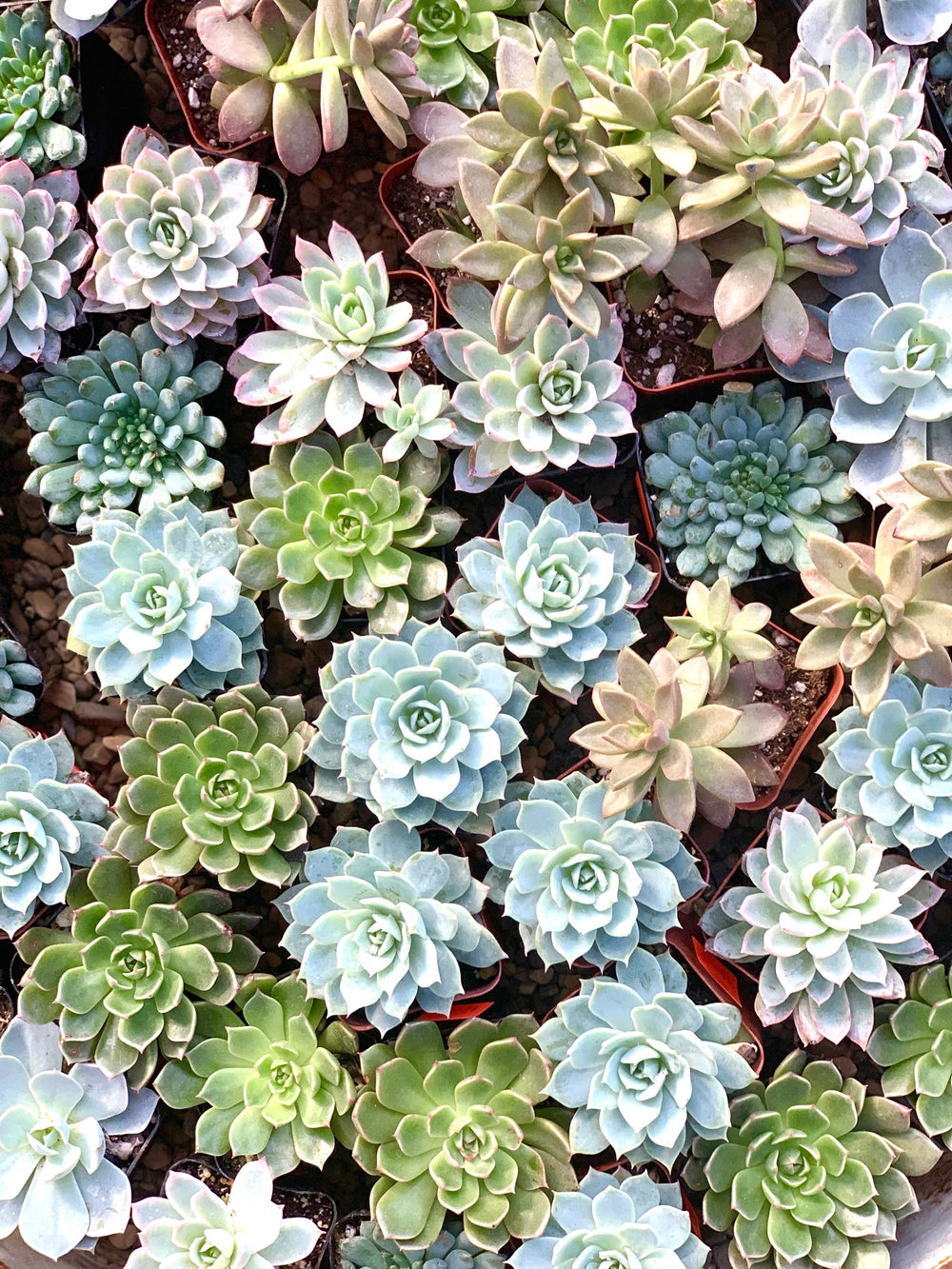 MILLSTONE MARKET AND NURSERY MEMPHIS TN Millstone Market & Nursery